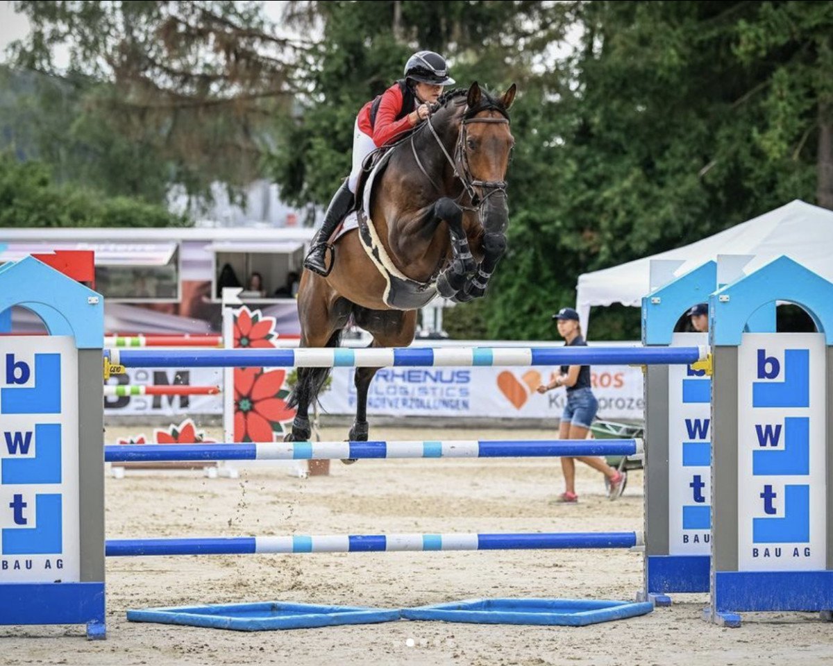jumper Henzo des Montats (Belgium Sporthorse, 2013, from Vagabond de la Pomme)