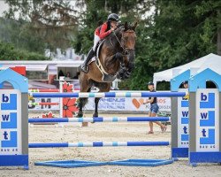 jumper Henzo des Montats (Belgium Sporthorse, 2013, from Vagabond de la Pomme)