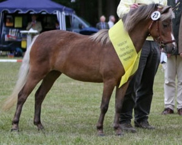 broodmare Happy Girl (German Classic Pony, 2011, from Kara's Timekeeper)