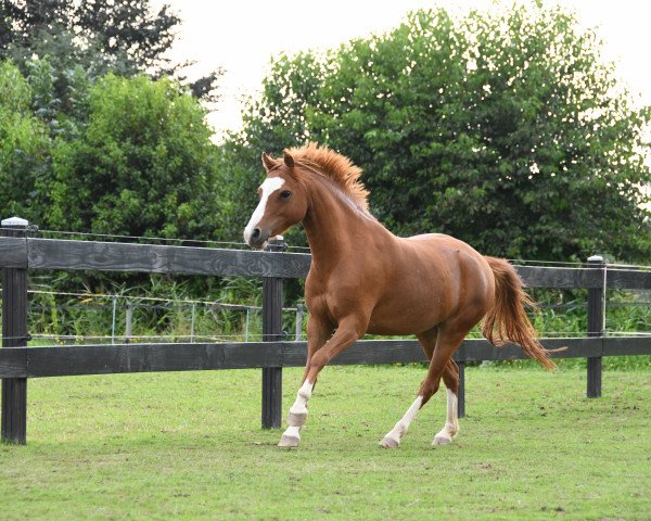 horse Déjà Vu (Welsh Partbred, 2017, from In de Ban van Pjotr)