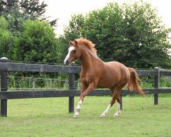 Pferd Déjà Vu (Welsh Partbred, 2017, von In de Ban van Pjotr)