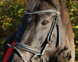 dressage horse Duchesse 148 (Oldenburg, 2007, from Dressage Royal)