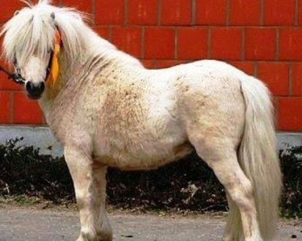 Deckhengst Gregor (Shetland Pony, 2013, von THB Sankthans Gulliwer)