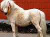 stallion Gregor (Shetland Pony, 2013, from THB Sankthans Gulliwer)