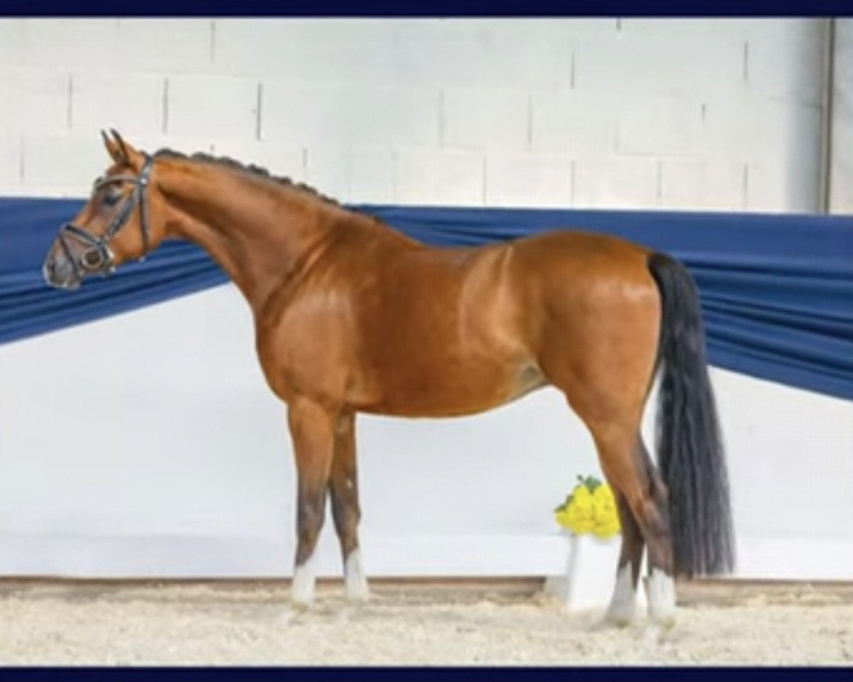 dressage horse Ponymims Vier Gewinnt (German Riding Pony, 2019, from Vom Feinsten)