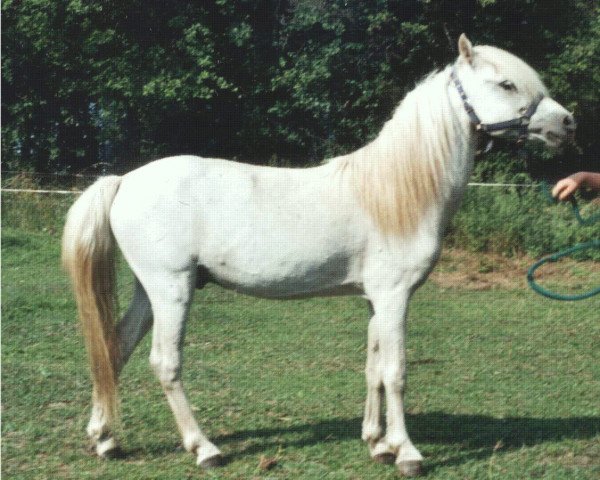 stallion Kara's Timepiece Twice (American Classic Shetler. Pony,  , from Daytona's Zeit)