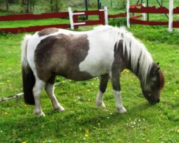 Zuchtstute Honeysweet Surprise vom Teuto (Shetland Pony,  , von Key Royal)