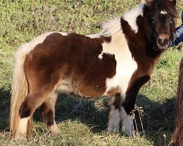 broodmare Silbersee’s Hermine (Shetland Pony, 2019, from Gregor)