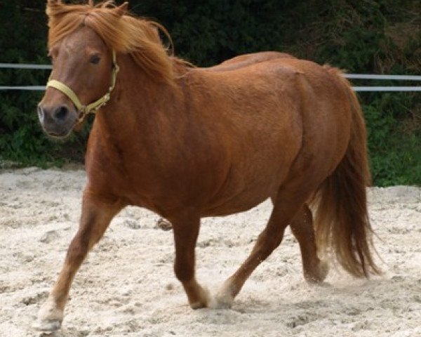 broodmare Dana (Shetland Pony, 2002, from Piko)