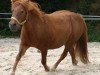 Zuchtstute Dana (Shetland Pony, 2002, von Piko)