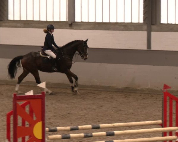 Reitturnier AZL Luhmühlen 2024