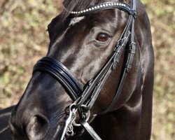 dressage horse Look At Lavinia (Hanoverian, 2012, from Lord Laurie)