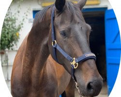 dressage horse Rock it for me (Westphalian, 2016, from Rock Forever NRW)