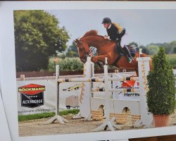 Springpferd Quilimbo van Orshof (Belgisches Warmblut, 2016, von Hampshire VDL)