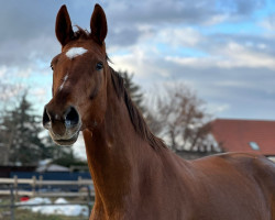 dressage horse Sinmara (Deutsches Sportpferd, 2017, from Ben Benicio)