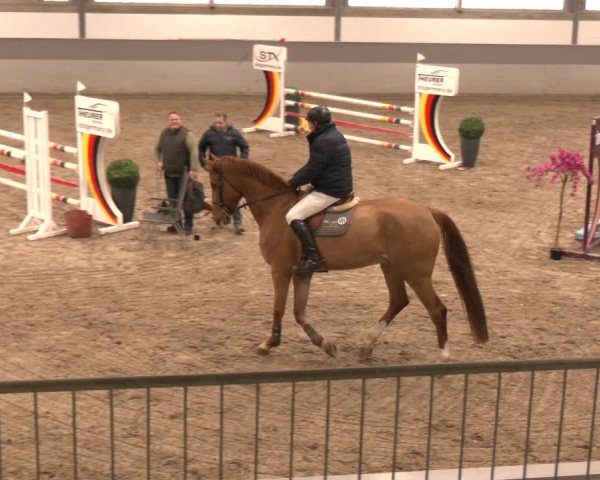 Reitturnier AZL Luhmühlen 2024