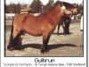 stallion Scorpio Errol Flynn (Shetland Pony, 1991, from Robertino)