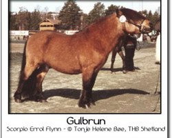 Deckhengst Scorpio Errol Flynn (Shetland Pony, 1991, von Robertino)