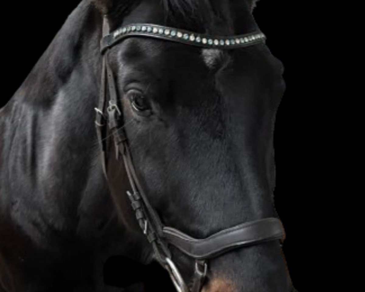 dressage horse Sambaflair (Oldenburg, 2009, from Samba Hit I)