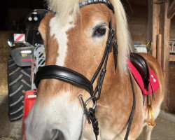 Pferd Wolkentänzer-R (Haflinger, 2011, von Wintersturm)