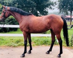 broodmare Loa 11 (German Sport Horse, 2010, from Leo von Faelz)