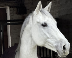 dressage horse Royaldine SB (Trakehner, 2014, from Brioni)