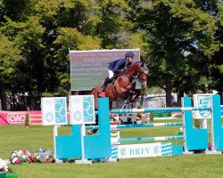 Springpferd Carlos Calito (Holsteiner, 2009, von Contender)