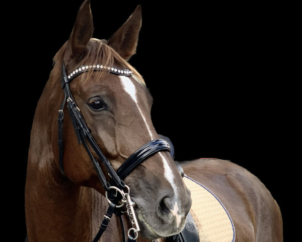 dressage horse Anastasia 182 (Westphalian, 2013, from Antango du Feuillard)