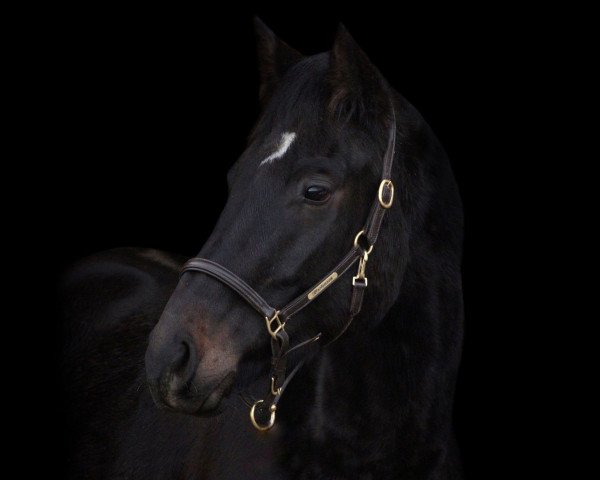 dressage horse Mortensen (Oldenburg, 2020, from Maracana)