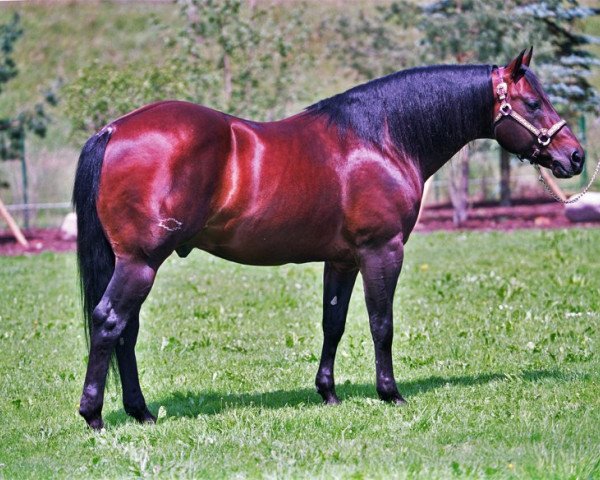 Deckhengst Smart Equalizer (Quarter Horse, 1993, von Smart Little Lena)