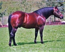 stallion Smart Equalizer (Quarter Horse, 1993, from Smart Little Lena)