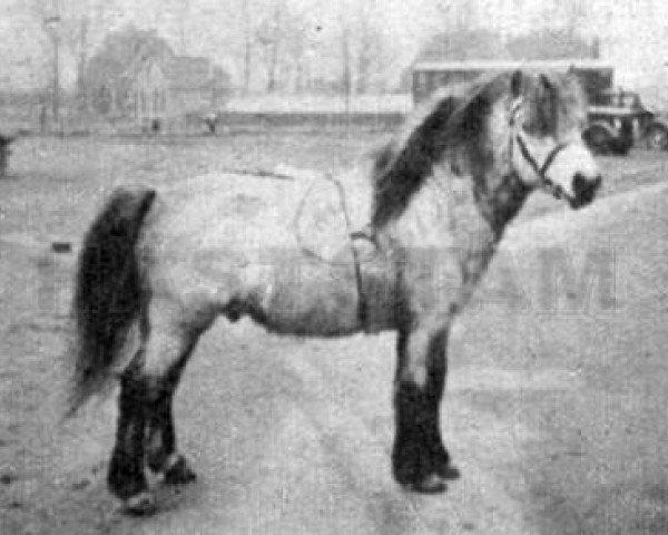 stallion Magnus of Longhaugh (Shetland Pony,  , from Gluss Norseman)