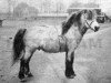 Deckhengst Magnus of Longhaugh (Shetland Pony,  , von Gluss Norseman)
