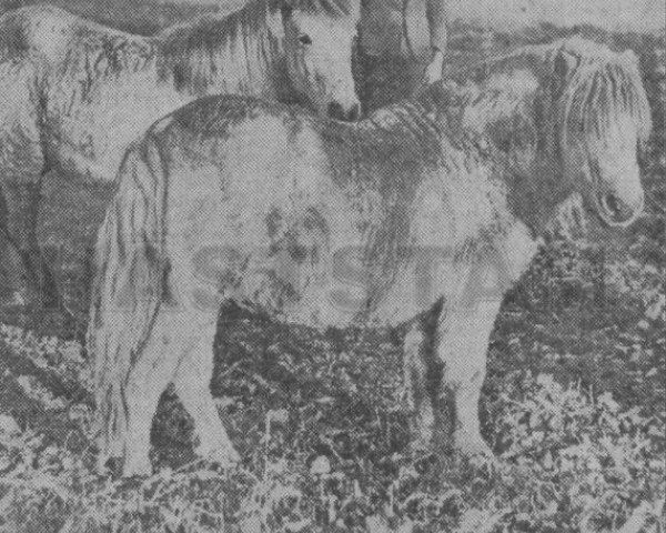Deckhengst Gluss Norseman (Shetland Pony, 1911, von Holmside Miller)
