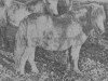 stallion Gluss Norseman (Shetland Pony, 1911, from Holmside Miller)