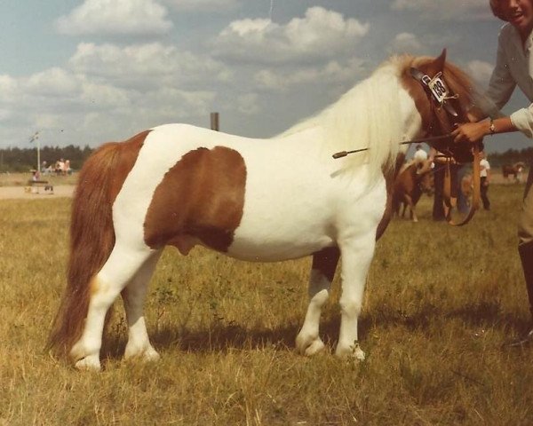 Deckhengst Teunis van de Steenen Poort (Shetland Pony, 1961, von Gradus van de Dalk)