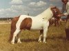 Deckhengst Teunis van de Steenen Poort (Shetland Pony, 1961, von Gradus van de Dalk)