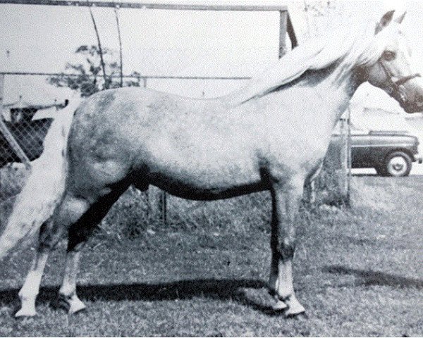 stallion Belvoir Gervas (Welsh-Pony (Section B), 1955, from Dyrin Goldflake)