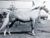 Deckhengst Belvoir Gervas (Welsh Pony (Sek.B), 1955, von Dyrin Goldflake)