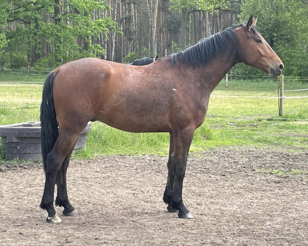 Dressurpferd Ferran Z (Zangersheide Reitpferd, 2020, von Forrest Gump)