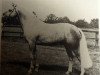 Deckhengst Belvoir Zechin (Welsh Pony (Sek.B), 1969, von Downland Chevalier)