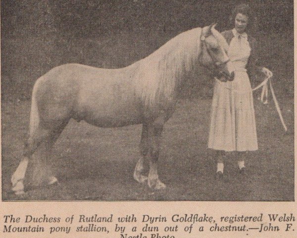 Deckhengst Dyrin Goldflake (Welsh Mountain Pony (Sek.A), 1949, von Criban Cockade)