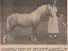 stallion Dyrin Goldflake (Welsh mountain pony (SEK.A), 1949, from Criban Cockade)