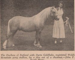 stallion Dyrin Goldflake (Welsh mountain pony (SEK.A), 1949, from Criban Cockade)