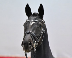 dressage horse Dynamic Lover (Oldenburg, 2021, from Dynamic Dream)