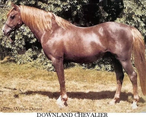 Deckhengst Downland Chevalier (Welsh Pony (Sek.B), 1962, von Downland Dauphin)
