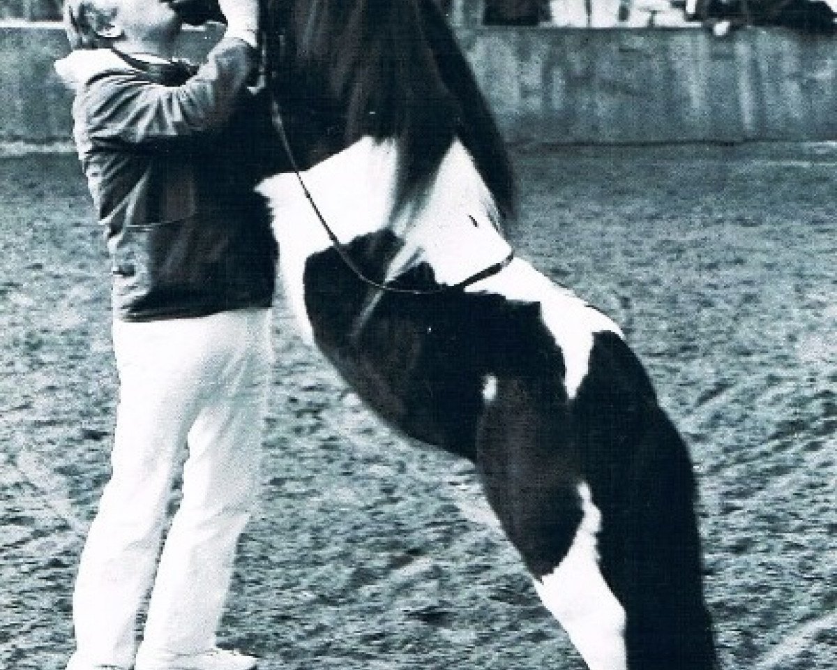 stallion Vedor Opden Berg (Shetland Pony, 1983, from Narco v.d. Uitweg)
