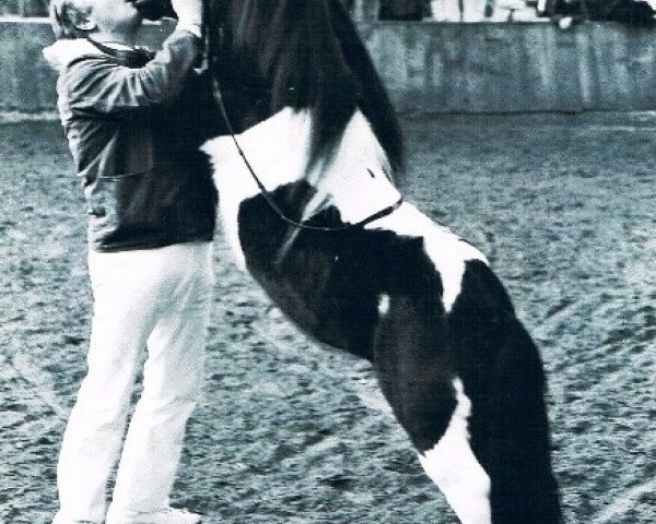 Deckhengst Vedor Opden Berg (Shetland Pony, 1983, von Narco v.d. Uitweg)