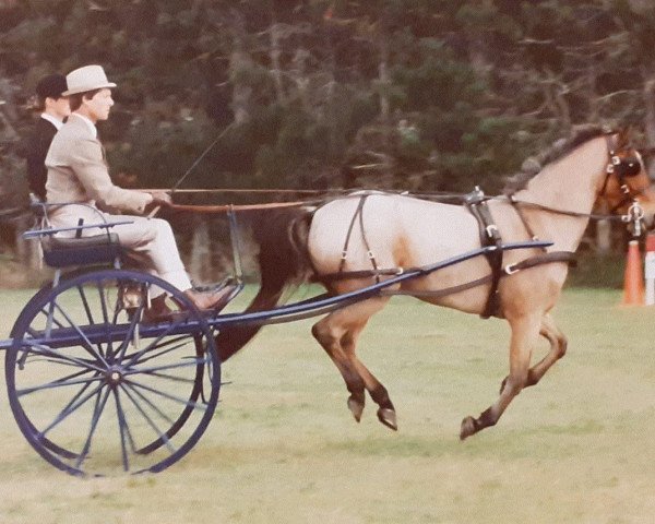 horse Drayton Chagos (Welsh-Pony (Section B),  , from Belvoir Jasper)