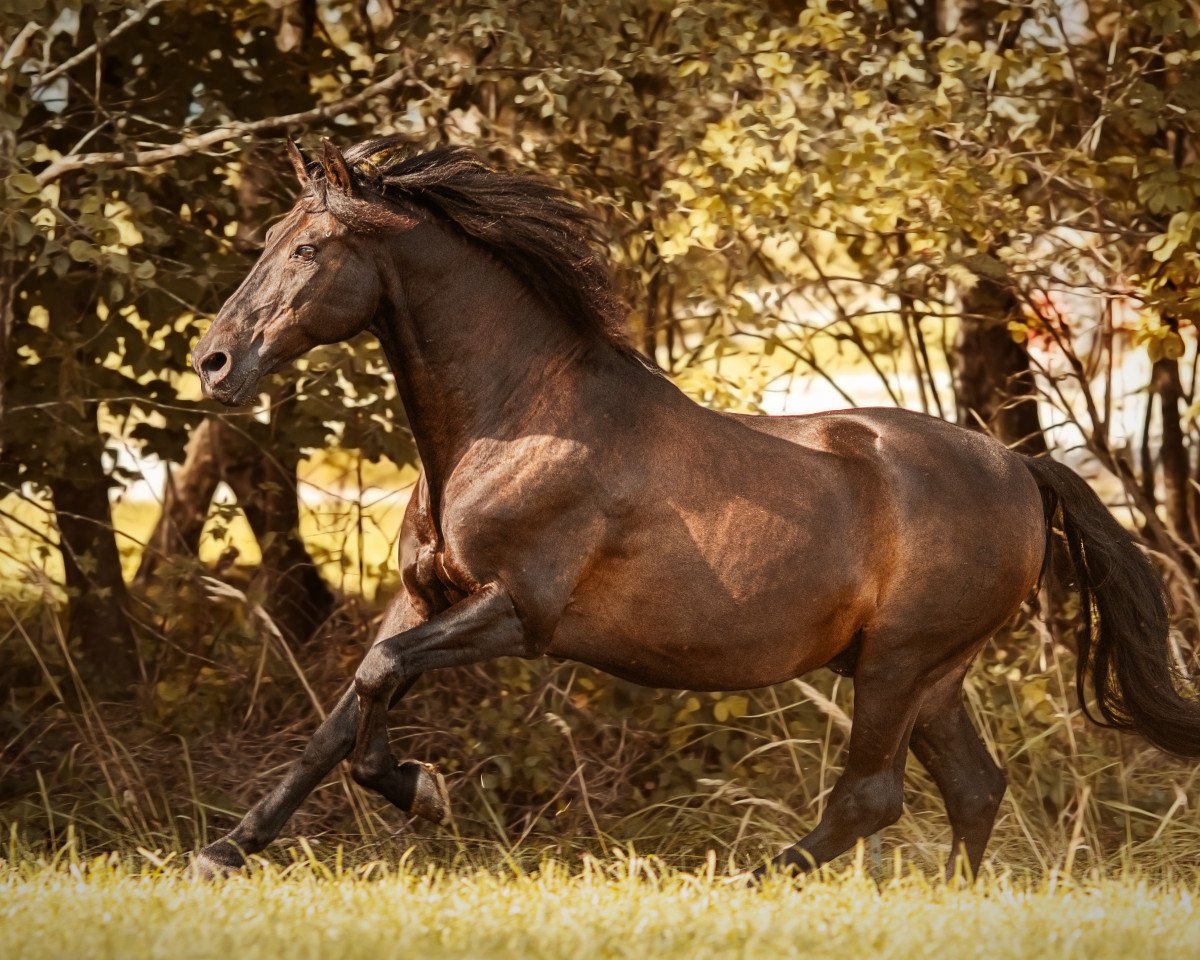 horse Jabato TH (Pura Raza Espanola (PRE), 2004, from Espartaco XIII)